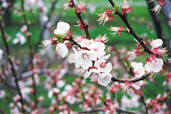 Harcot Apricot (Prunus armeniaca 'Harcot') at Canadale Nurseries