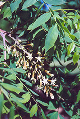 Kentucky Coffeetree (Gymnocladus dioicus) at Canadale Nurseries