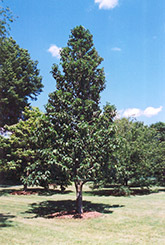 Cucumber Magnolia (Magnolia acuminata) at Canadale Nurseries