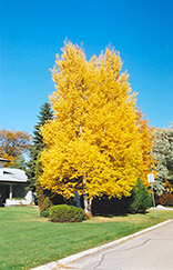 Paper Birch (Betula papyrifera) at Canadale Nurseries
