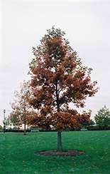 Swamp White Oak (Quercus bicolor) at Canadale Nurseries
