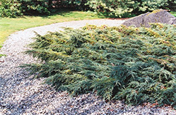 Holger Juniper (Juniperus squamata 'Holger') at Canadale Nurseries