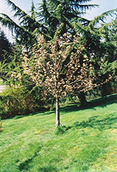 Stella Cherry (Prunus avium 'Stella') at Canadale Nurseries