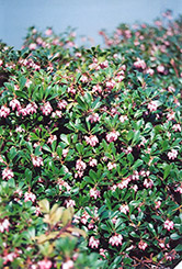 Vancouver Jade Bearberry (Arctostaphylos uva-ursi 'Vancouver Jade') at Canadale Nurseries