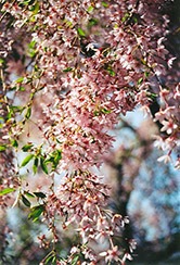 Pink Weeping Higan Cherry (Prunus subhirtella 'Pendula Rosea') at Canadale Nurseries