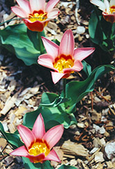 Ancilla Tulip (Tulipa 'Ancilla') at Canadale Nurseries