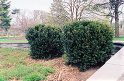 Hill's Yew (Taxus x media 'Hillii') at Canadale Nurseries