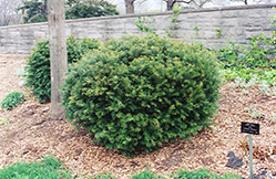Brown's Yew (Taxus x media 'Brownii') at Canadale Nurseries