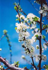 Mount Royal Plum (Prunus 'Mount Royal') at Canadale Nurseries