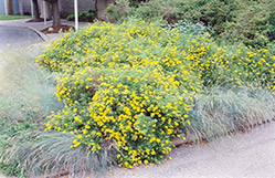 Goldfinger Potentilla (Potentilla fruticosa 'Goldfinger') at Canadale Nurseries