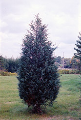 Moffett Juniper (Juniperus scopulorum 'Moffettii') at Canadale Nurseries