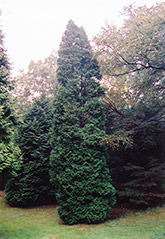 Hetz Wintergreen Arborvitae (Thuja occidentalis 'Hetz Wintergreen') at Canadale Nurseries