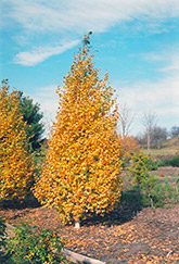 Whitespire Birch (Betula populifolia 'Whitespire') at Canadale Nurseries