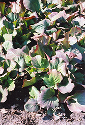 Purpleleaf Bergenia (Bergenia purpurascens) at Canadale Nurseries