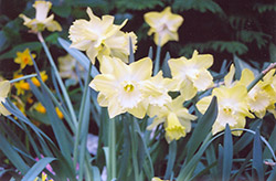 Spellbinder Daffodil (Narcissus 'Spellbinder') at Canadale Nurseries