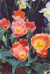 Apricot Beauty Tulip (Tulipa 'Apricot Beauty') at Canadale Nurseries