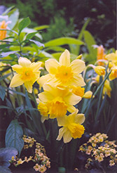Rejnveld's Early Sensation Daffodil (Narcissus 'Rejnveld's Early Sensation') at Canadale Nurseries