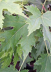 Silver Cloud Silver Maple (Acer saccharinum 'Silver Cloud') at Canadale Nurseries