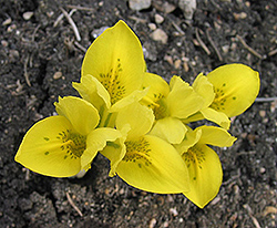 Dwarf Iris (Iris danfordiae) at Canadale Nurseries