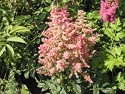 Country and Western Astilbe (Astilbe 'Country And Western') at Canadale Nurseries