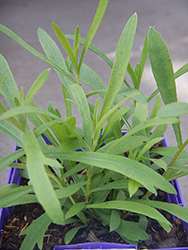 Russian Tarragon (Artemisia dracunculoides) at Canadale Nurseries