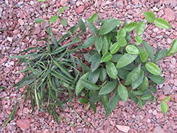 Jade Wax Plant (Hoya carnosa 'Jade') at Canadale Nurseries