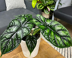 Mythic Dragon Scale Jewel Alocasia (Alocasia baginda 'Dragon Scale') at Canadale Nurseries