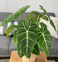 Mythic Frydek Elephant Ears (Alocasia 'Frydek') at Canadale Nurseries