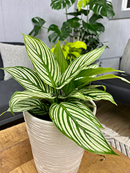 Color Full Vittata Prayer Plant (Calathea elliptica 'Vittata') at Canadale Nurseries