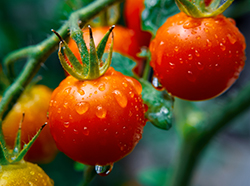 Supersweet 100 Tomato (Solanum lycopersicum 'Supersweet 100') at Canadale Nurseries