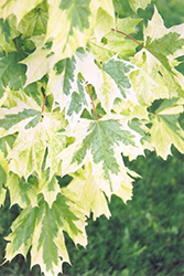 Harlequin Norway Maple (Acer platanoides 'Harlequin') at Canadale Nurseries