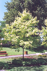 Harlequin Norway Maple (Acer platanoides 'Harlequin') at Canadale Nurseries