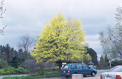 Harlequin Norway Maple (Acer platanoides 'Harlequin') at Canadale Nurseries