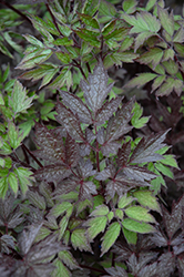 Black Negligee Bugbane (Actaea racemosa 'Black Negligee') at Canadale Nurseries