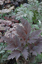 Brunette Bugbane (Actaea racemosa 'Brunette') at Canadale Nurseries