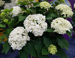 FlowerFull Smooth Hydrangea (Hydrangea arborescens 'BAIFUL') at Canadale Nurseries