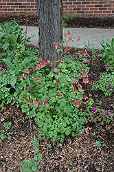 Wild Red Columbine (Aquilegia canadensis) at Canadale Nurseries