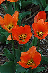 Praestans Fusilier Tulip (Tulipa 'Praestans Fusilier') at Canadale Nurseries