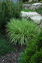 Variegated Moor Grass (Molinia caerulea 'Variegata') at Canadale Nurseries