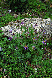 Pasqueflower (Pulsatilla vulgaris) at Canadale Nurseries