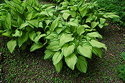 Gold Standard Hosta (Hosta 'Gold Standard') at Canadale Nurseries