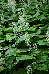 Creeping Foamflower (Tiarella cordifolia) at Canadale Nurseries