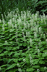 Creeping Foamflower (Tiarella cordifolia) at Canadale Nurseries