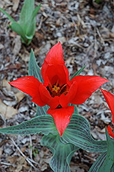 Red Riding Hood Tulip (Tulipa 'Red Riding Hood') at Canadale Nurseries