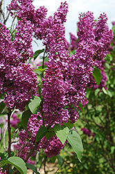 Ludwig Spaeth Lilac (Syringa vulgaris 'Ludwig Spaeth') at Canadale Nurseries