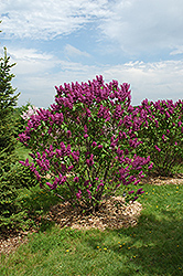 Ludwig Spaeth Lilac (Syringa vulgaris 'Ludwig Spaeth') at Canadale Nurseries