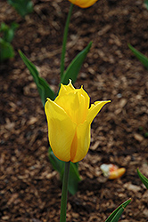Yokohama Tulip (Tulipa 'Yokohama') at Canadale Nurseries