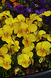 Penny Yellow Pansy (Viola cornuta 'Penny Yellow') at Canadale Nurseries