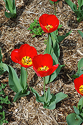 Oxford Tulip (Tulipa 'Oxford') at Canadale Nurseries