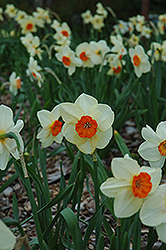 Kissproof Daffodil (Narcissus 'Kissproof') at Canadale Nurseries